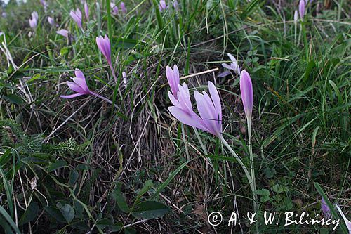 zimowit jesienny Colchicum autumnale)