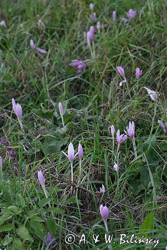 zimowit jesienny Colchicum autumnale)