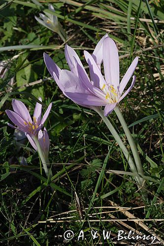 zimowit jesienny Colchicum autumnale)