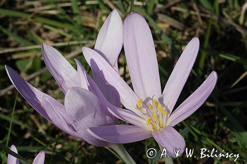 zimowit jesienny Colchicum autumnale)