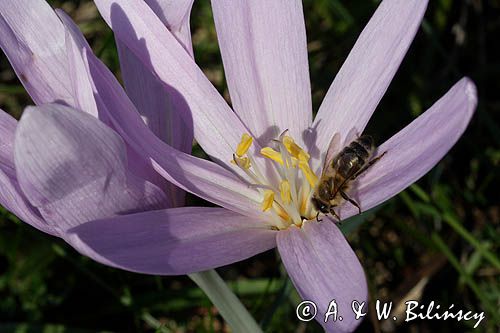 zimowit jesienny Colchicum autumnale)