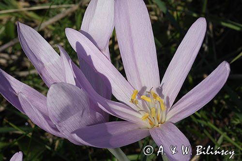 zimowit jesienny Colchicum autumnale)