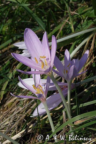 zimowit jesienny Colchicum autumnale)