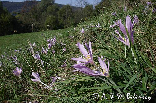 zimowit jesienny Colchicum autumnale)