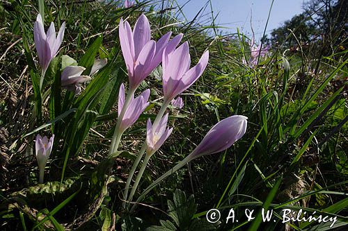 zimowit jesienny Colchicum autumnale)