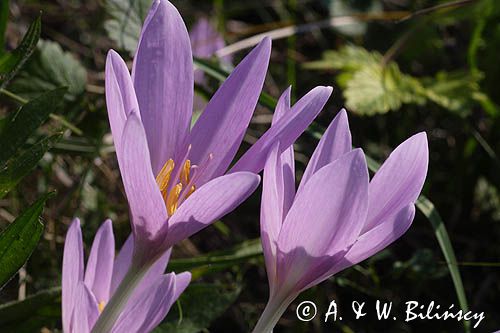 zimowit jesienny Colchicum autumnale)