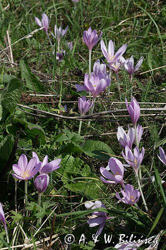 zimowit jesienny Colchicum autumnale)