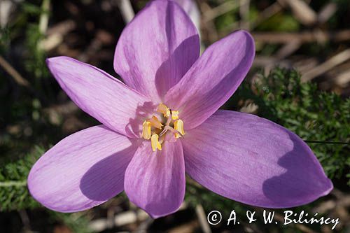 zimowit jesienny Colchicum autumnale)