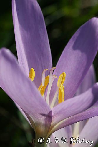 zimowit jesienny Colchicum autumnale)