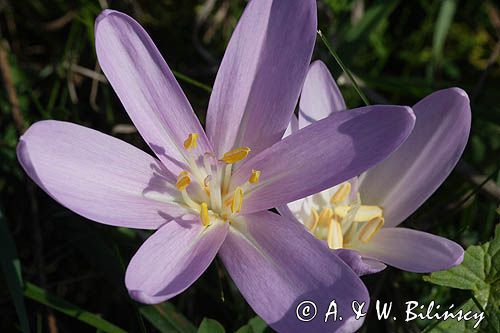 zimowit jesienny Colchicum autumnale)