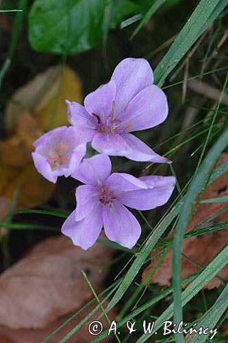 zimowit jesienny Colchicum autumnale)