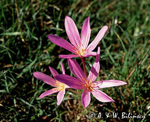 Zimowit jesienny, Colchicum autumnale