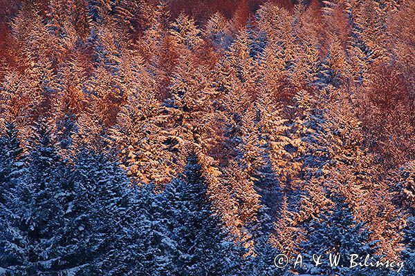 Zima, ściana lasu o zachodzie słońca