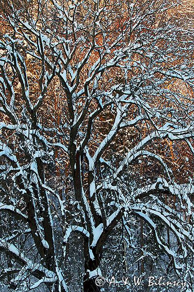 Zima, drzewo