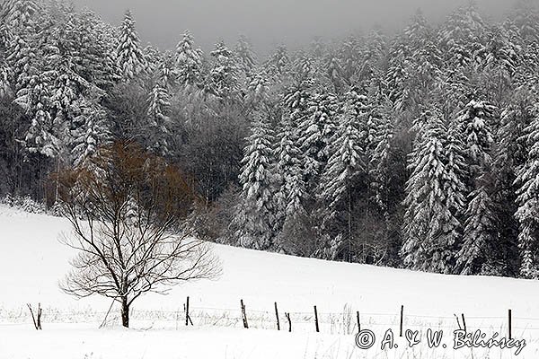 Las na Jawornikach, Góry Sanocko-Turczańskie