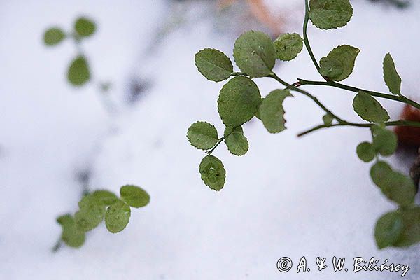 Borówka czarna Vaccinium myrtillus