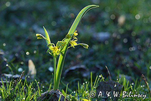 Złoć żółta, Gagea lutea