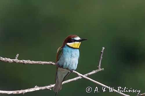 żołna Merops apiaster