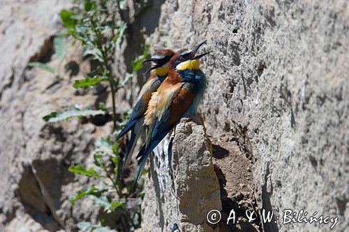 żołna Merops apiaster