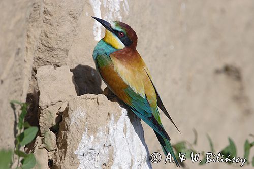 żołna Merops apiaster