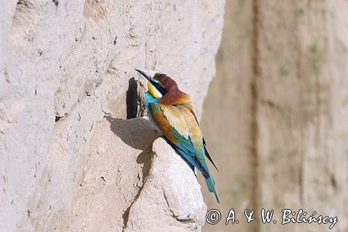 żołna Merops apiaster