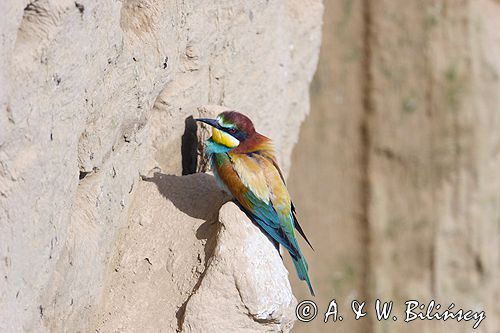 żołna Merops apiaster