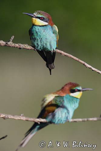 żołna Merops apiaster żołna Merops