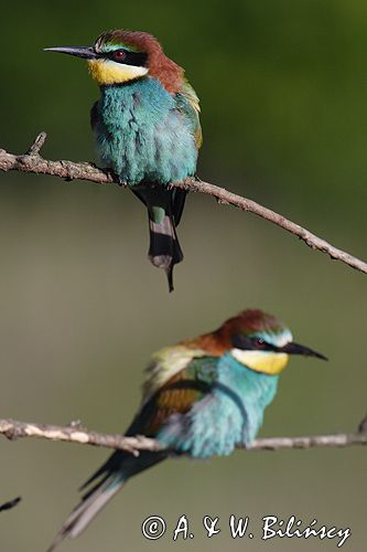 żołna Merops apiaster żołna Merops