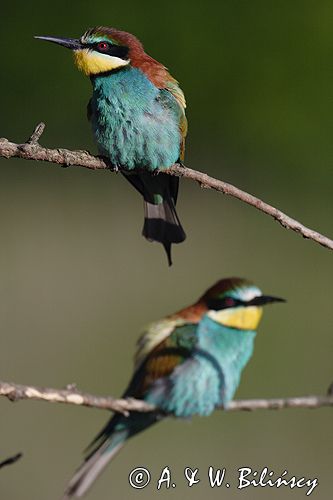 żołna Merops apiaster