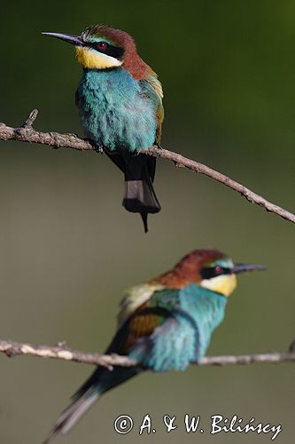 żołna Merops apiaster żołna Merops