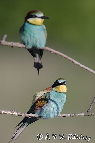 żołna Merops apiaster