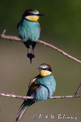 żołna Merops apiaster