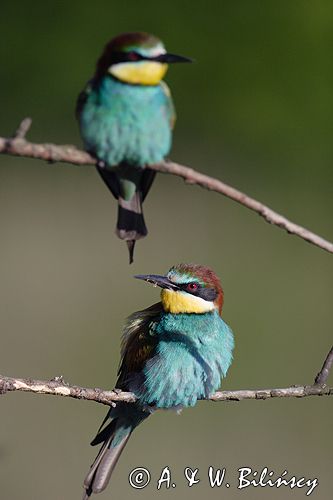 żołna Merops apiaster