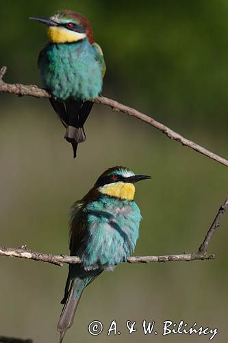 żołna Merops apiaster