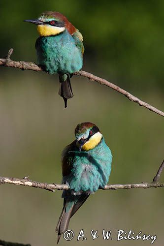 żołna Merops apiaster