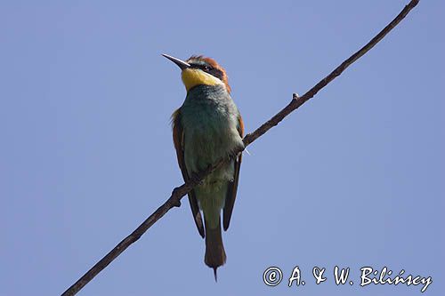 żołna Merops apiaster