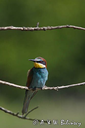 żołna Merops apiaster