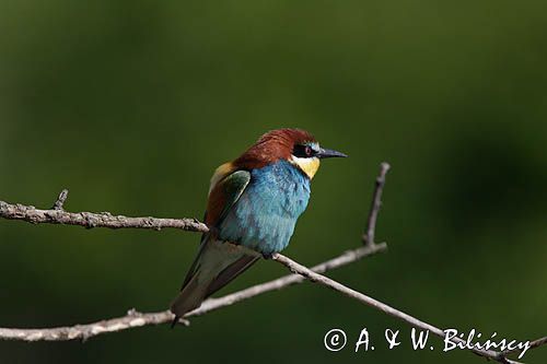 żołna Merops apiaster