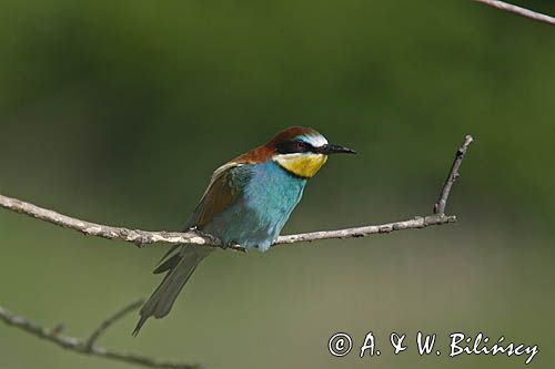 żołna Merops apiaster