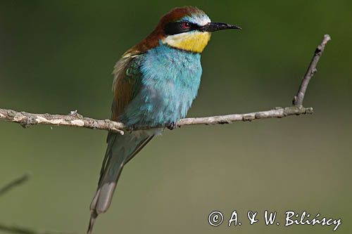 żołna Merops apiaster