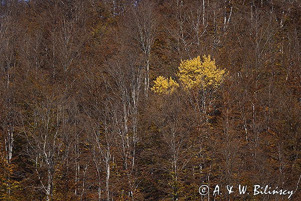 Osika i buki, Otryt, Bieszczady