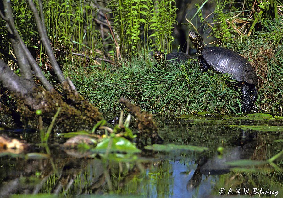 żółwie błotne Emys orbicularis