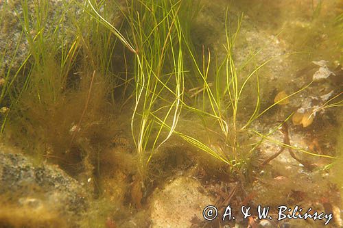 Zostera marina, trawa morska