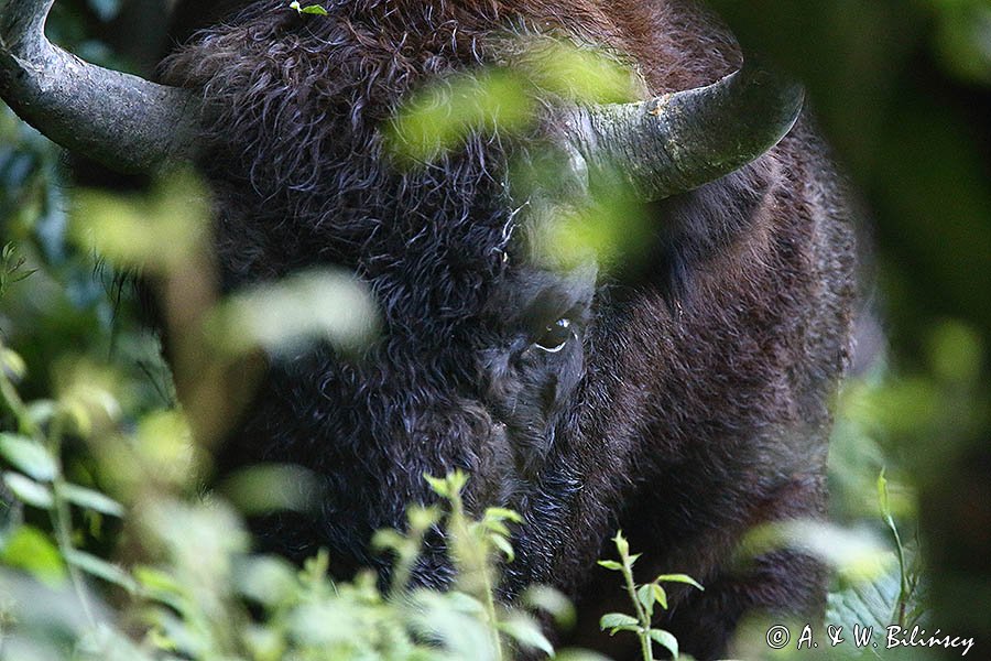 Żubr w Bieszczadach. European bison in Bieszczady Mountains. Bank zdjęć Bilińscy, fotografia przyrodnicza