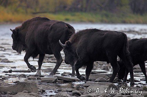 Żubry nad Sanem. European bisons, Bieszczady Poland, phot A&W Bilińscy - bank zdjęc