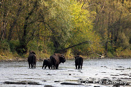 żubry, Bison bonasus, Bieszczady, rzeka San