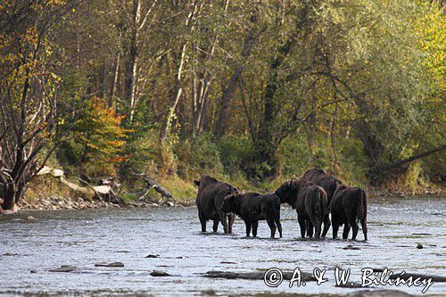 żubry, Bison bonasus, Bieszczady, rzeka San