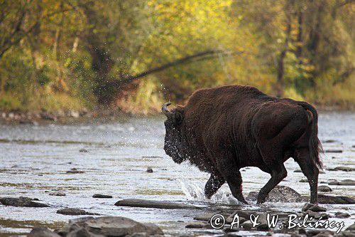 żubry, Bison bonasus, Bieszczady, rzeka San