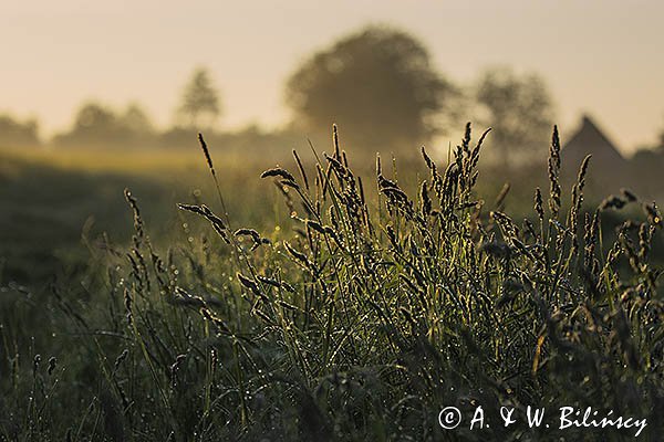 Żuławy Wiślane