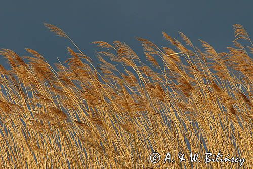 Trzcinowisko, trzcina pospolita, Phragmites australis